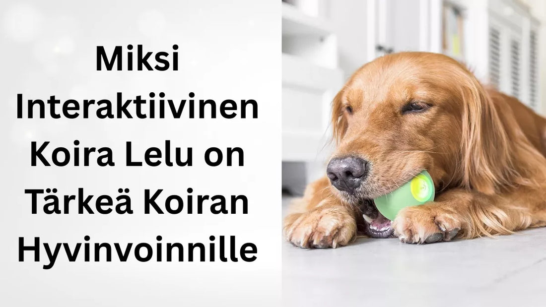 Miksi Interaktiivinen Koira Lelu on Tärkeä Koiran Hyvinvoinnille