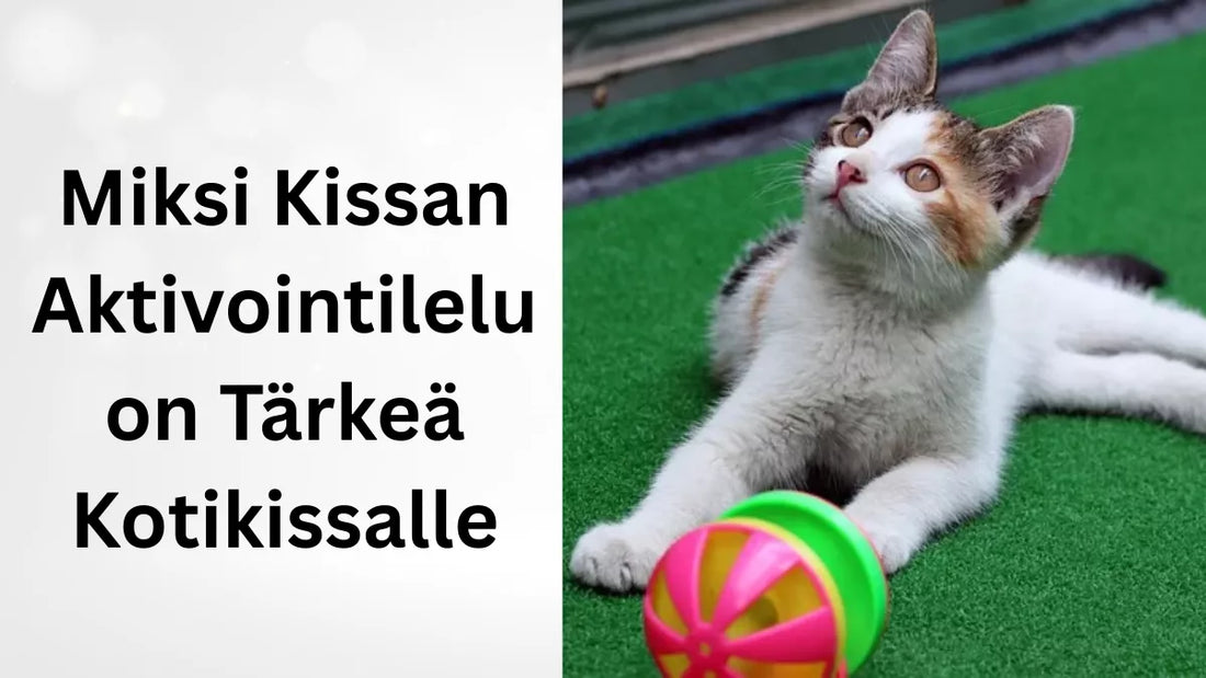 Miksi Kissan Aktivointilelu on Tärkeä Kotikissalle