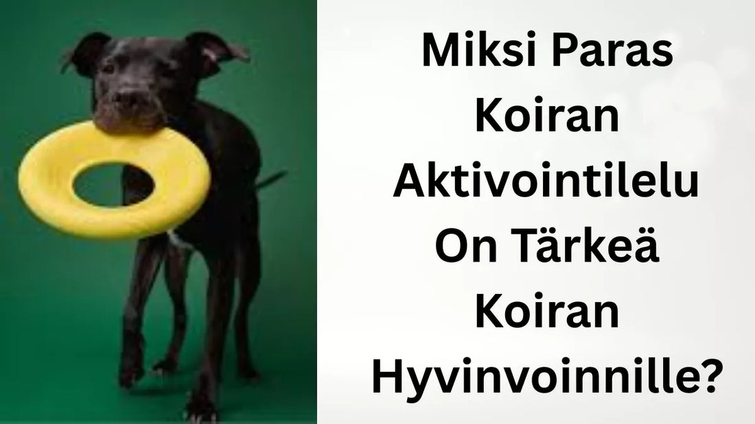 Miksi Paras Koiran Aktivointilelu On Tärkeä Koiran Hyvinvoinnille?