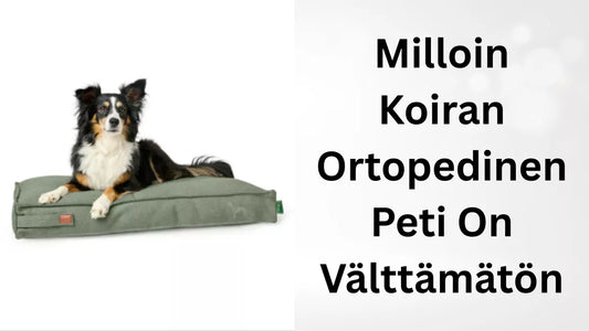 Milloin Koiran Ortopedinen Peti On Välttämätön?